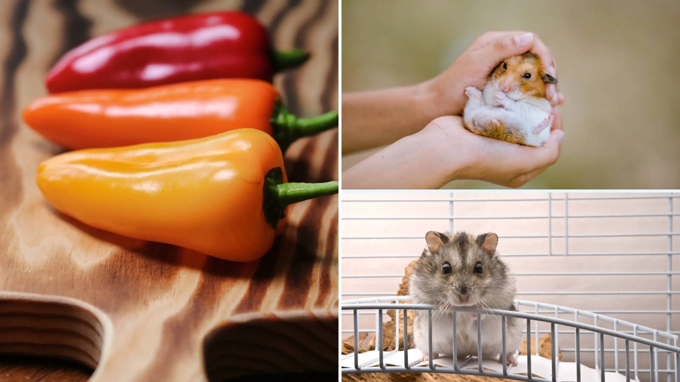 can hamsters eat peppers