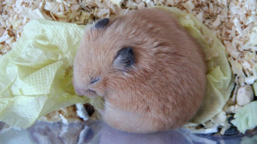 can hibernation kill a hamster