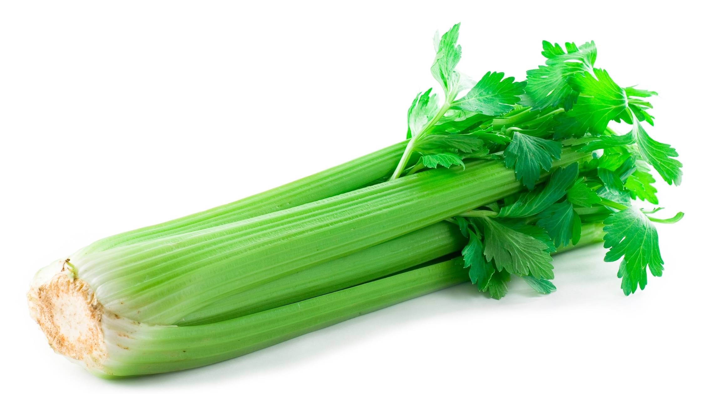 can horses eat celery