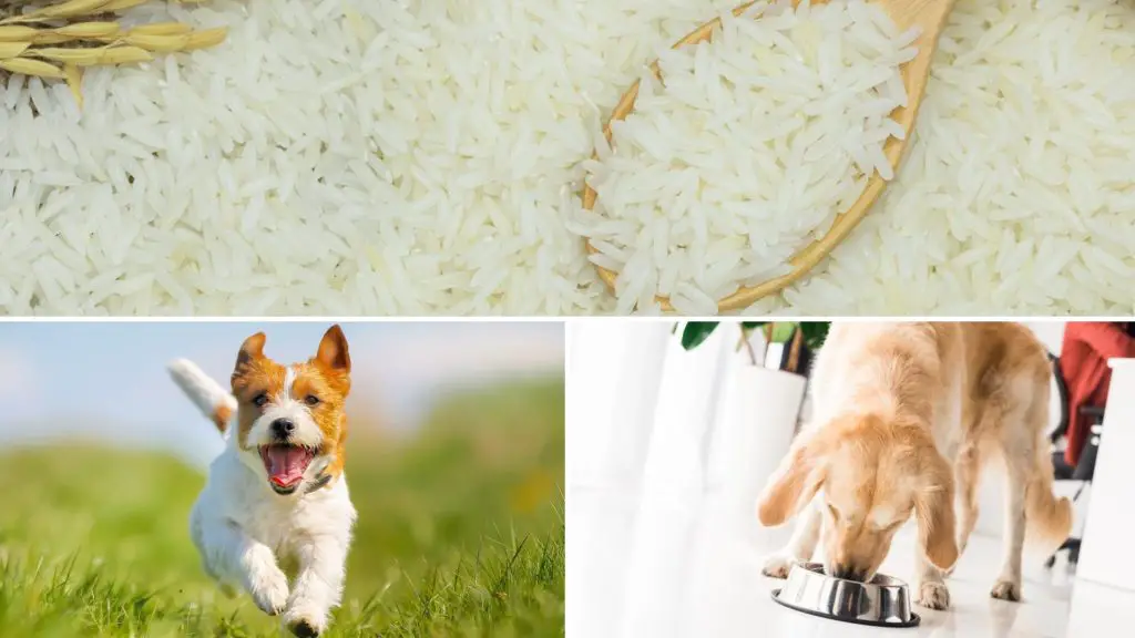 can i feed my dog jasmine rice 2 can dogs eat jasmine rice can i feed my dog jasmine rice