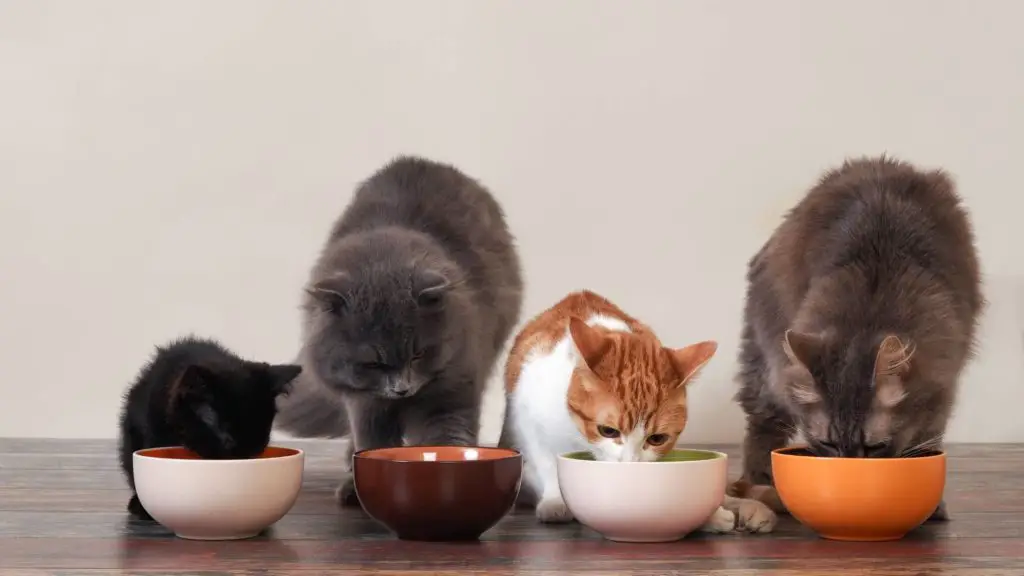 can kittens eat whipped cream 6 can cats eat whipped cream can kittens eat whipped cream