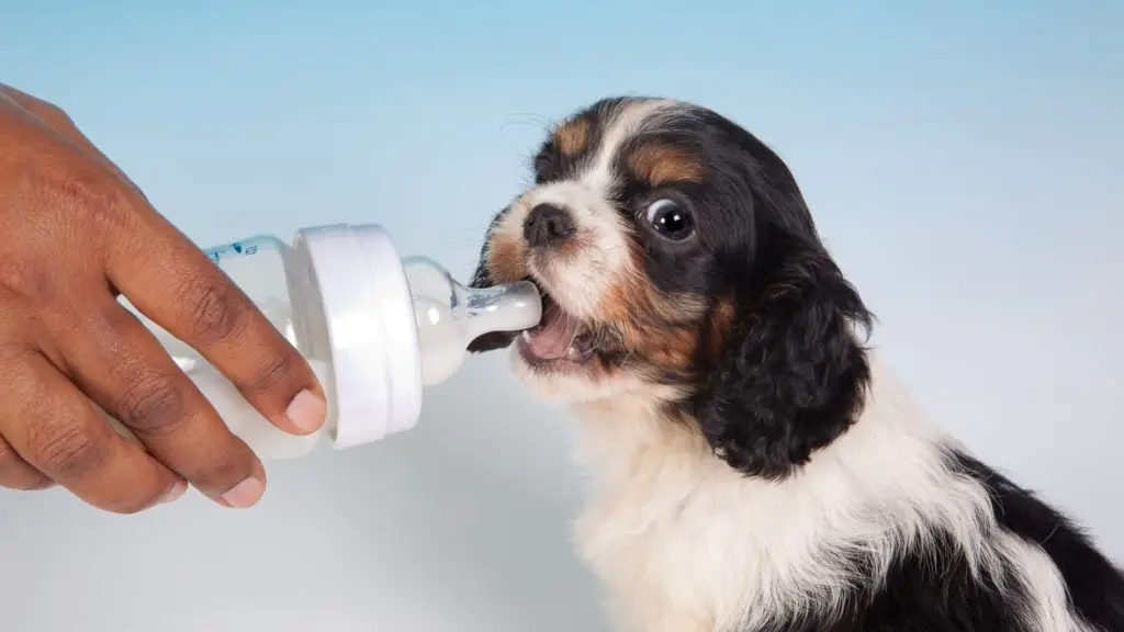 can puppies have almond milk 4 can dogs have almond milk can puppies have almond milk