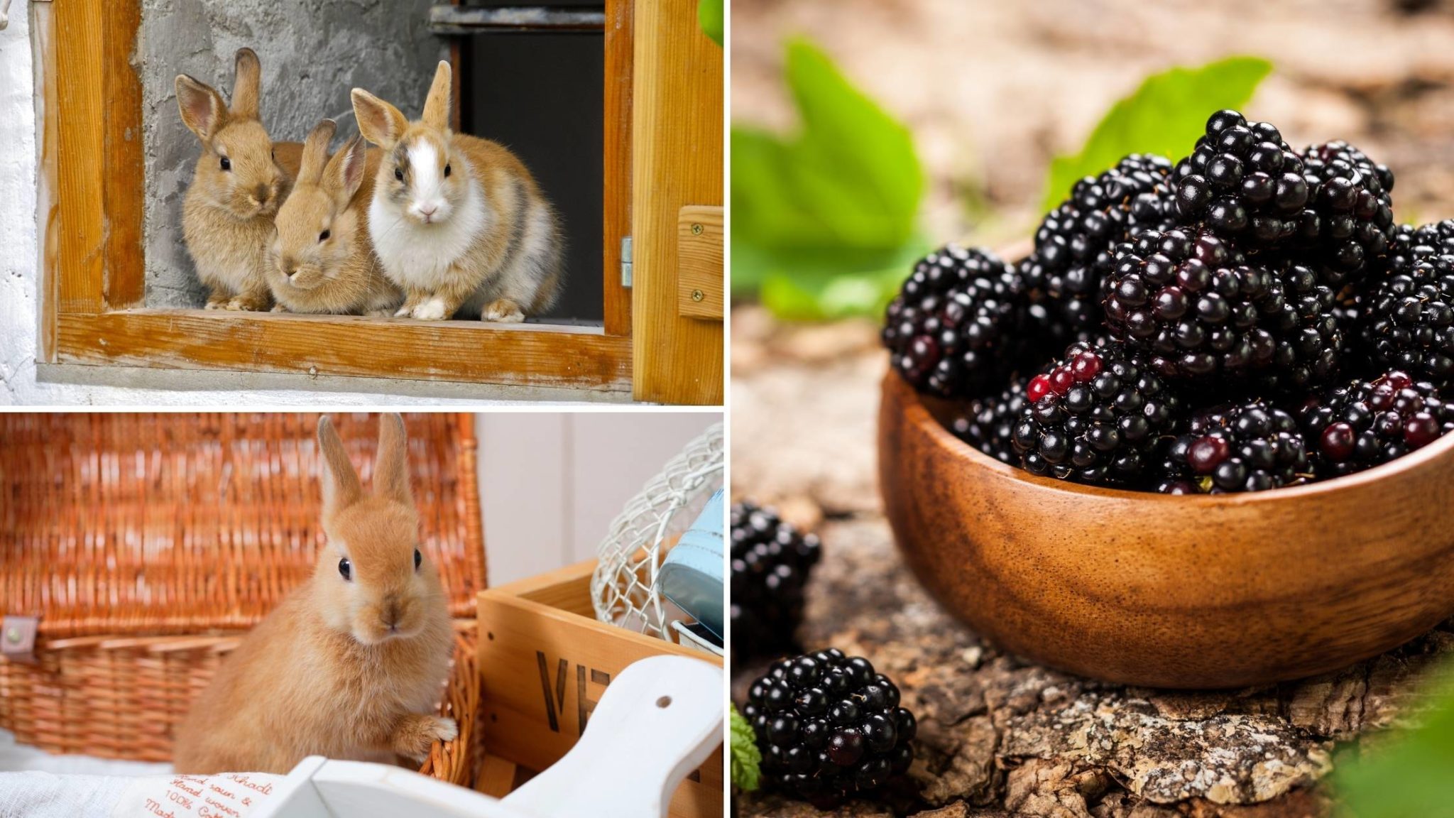 Can Rabbits Eat Blackberries? Risks, Benefits and More