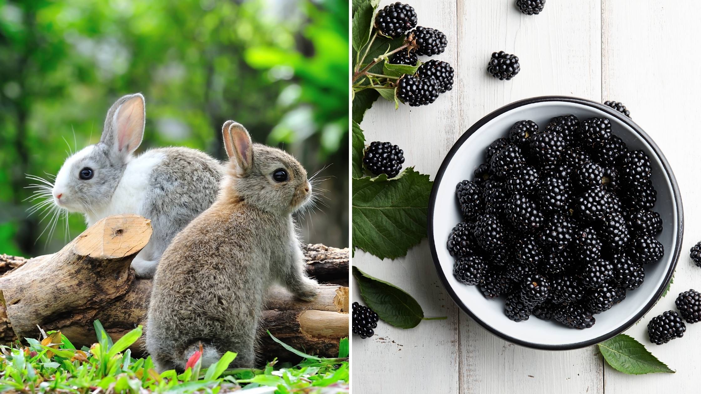 can rabbits eat blackberries