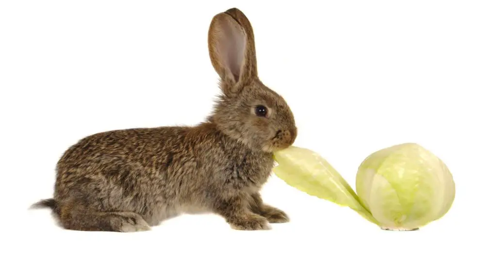 can rabbits eat cabbage leaves