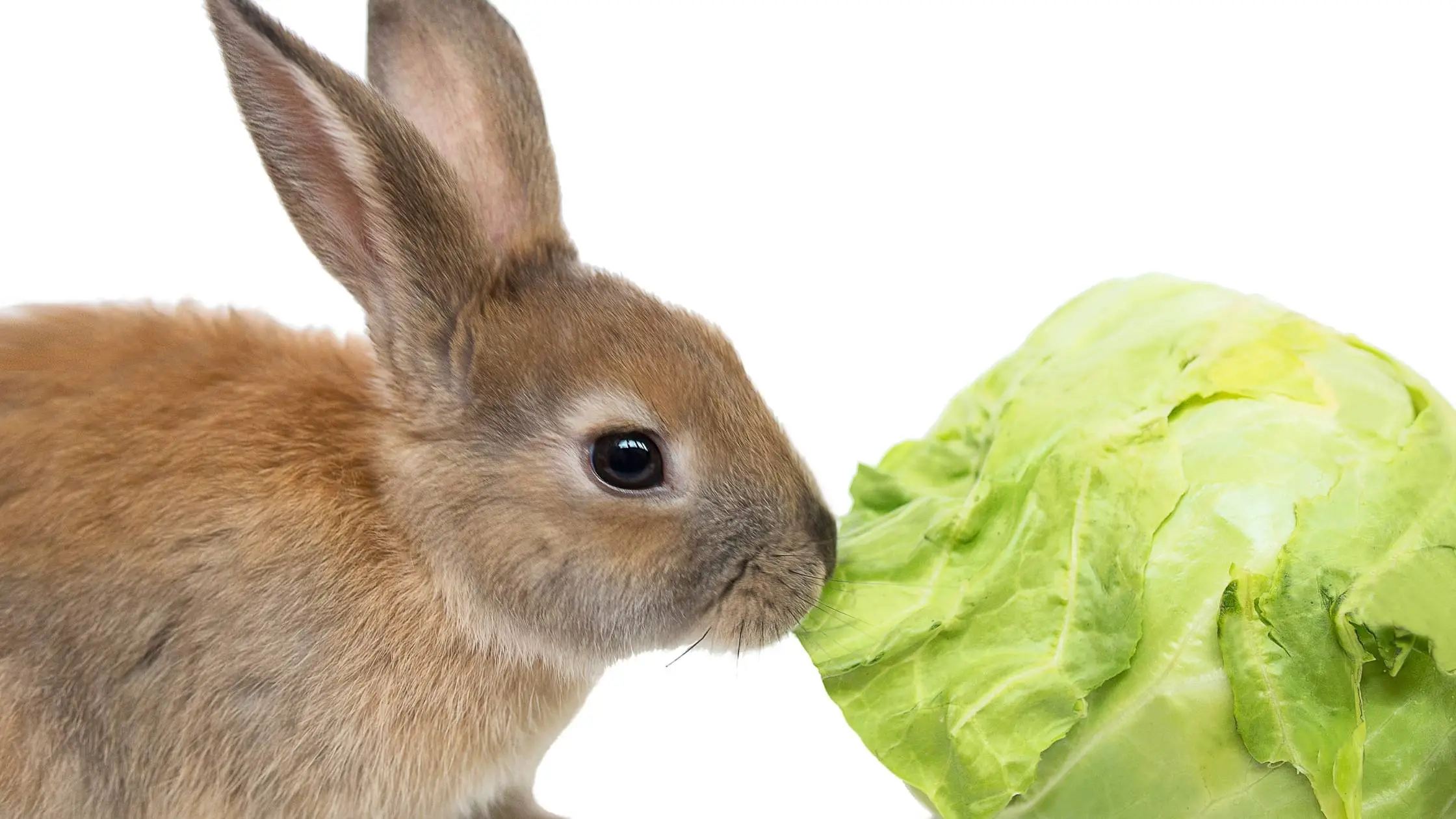 can rabbits eat cabbage