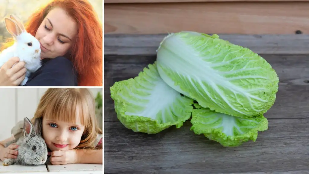 can rabbits eat chinese cabbage 5 can rabbits eat cabbage can rabbits eat chinese cabbage
