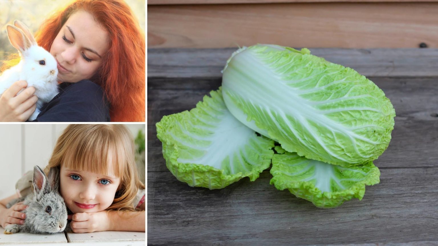 Can Rabbits Eat Cabbage? Types, Benefits and Dangers