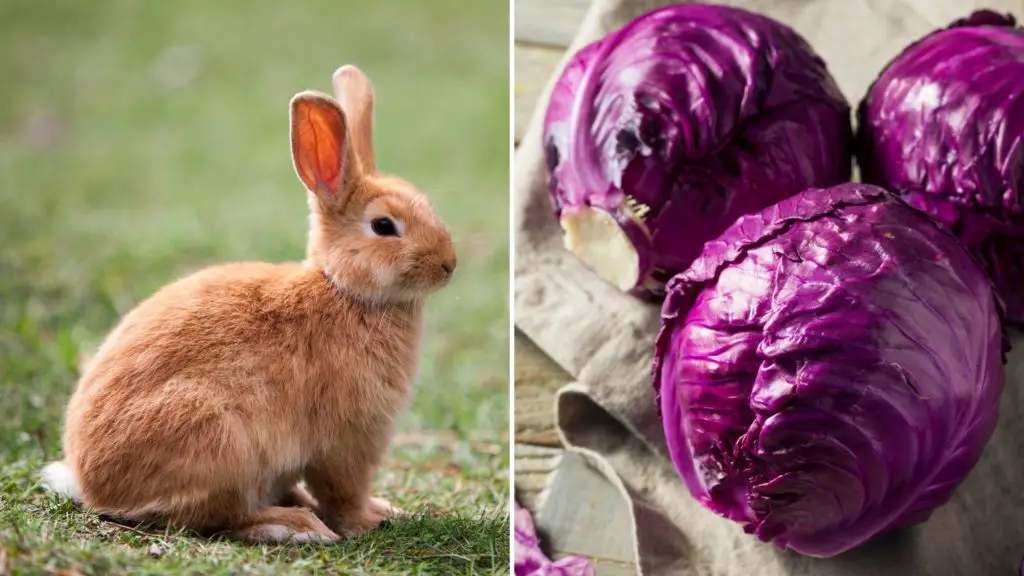 can rabbits eat purple cabbage