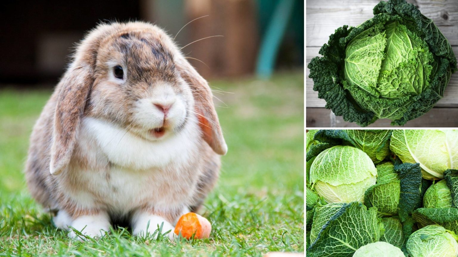 Can Rabbits Eat Cabbage? Types, Benefits and Dangers