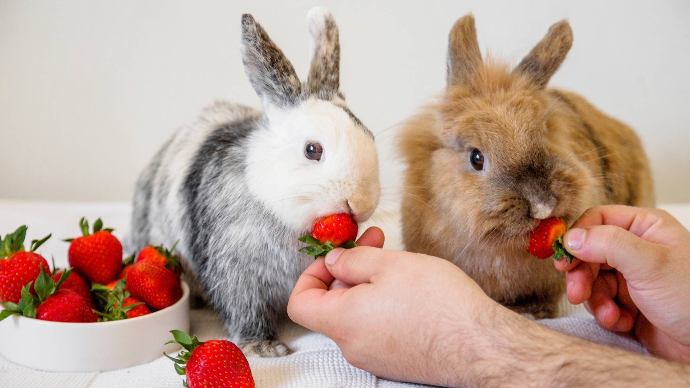 can rabbits eat strawberries