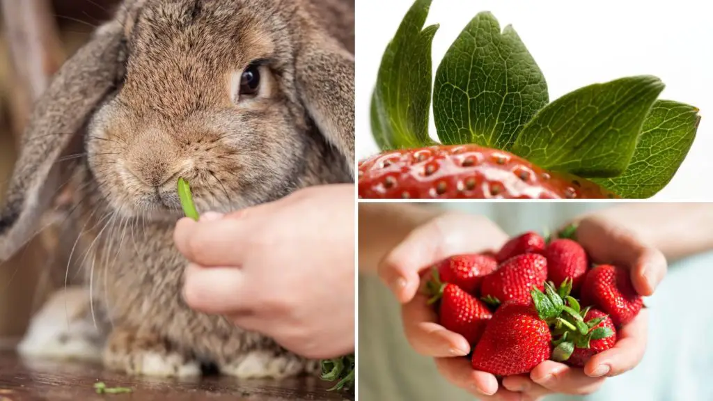 can rabbits eat strawberry leaves