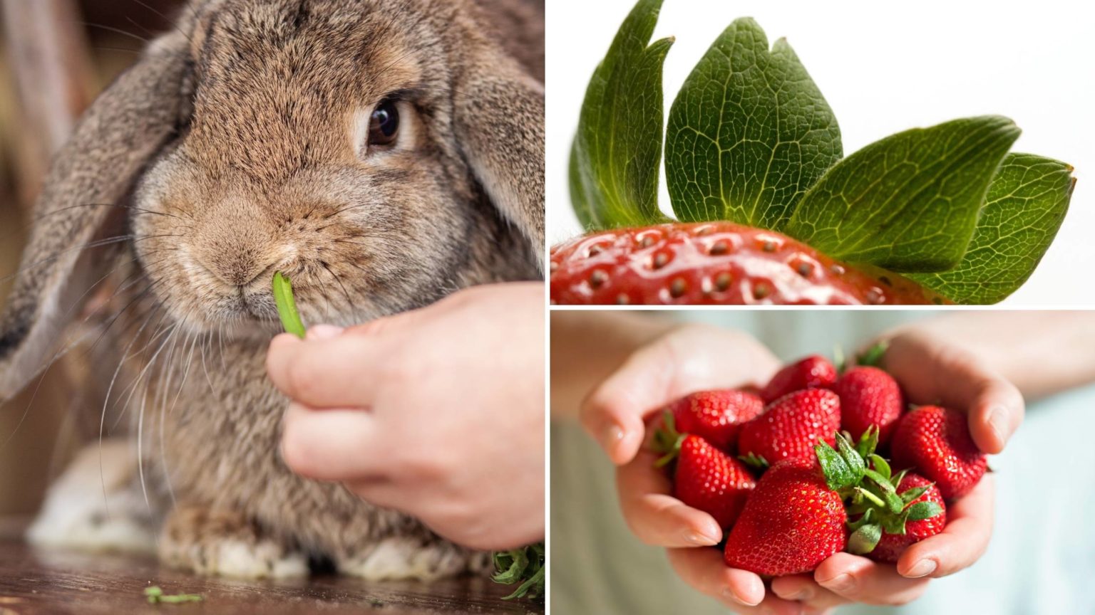 Can Rabbits Eat Strawberries? (Health Benefits, Risks, & More)