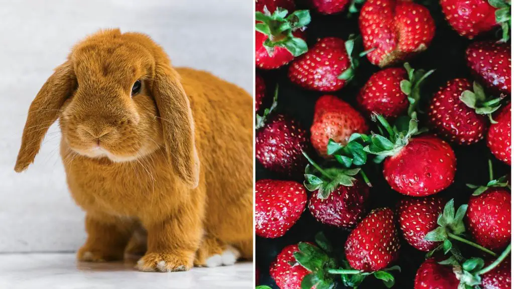 can rabbits eat strawberry tops