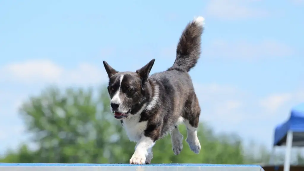 corgi tail