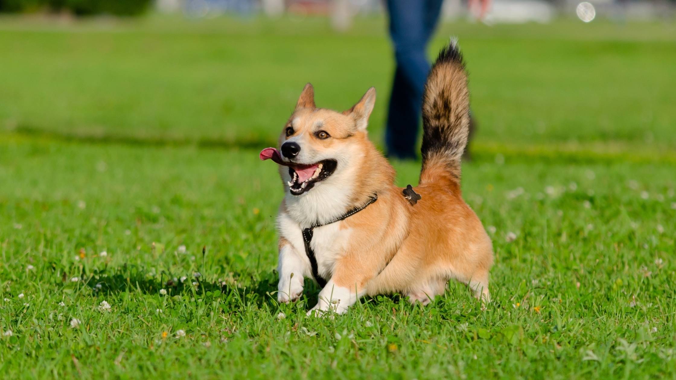 corgi tail