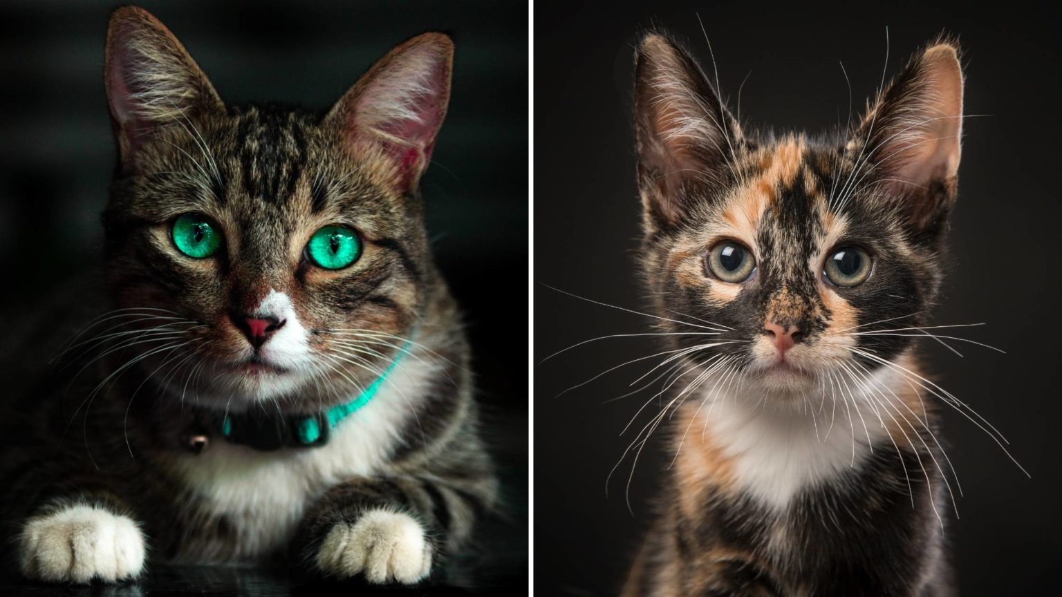 Do Cats Whiskers Grow Back? The Complete Guide