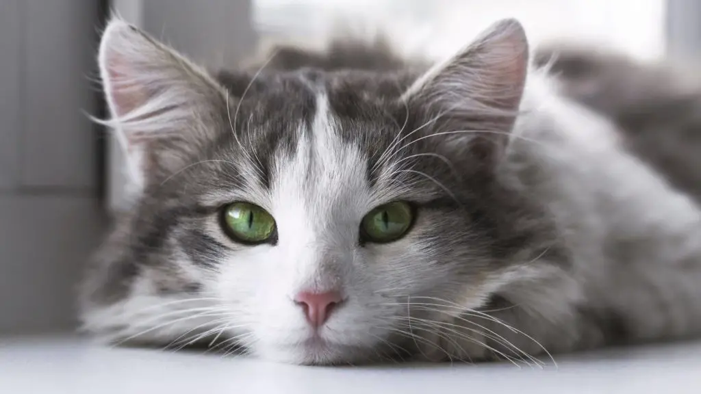 do cats eyebrows grow back 4 do cats whiskers grow back do cats eyebrows grow back