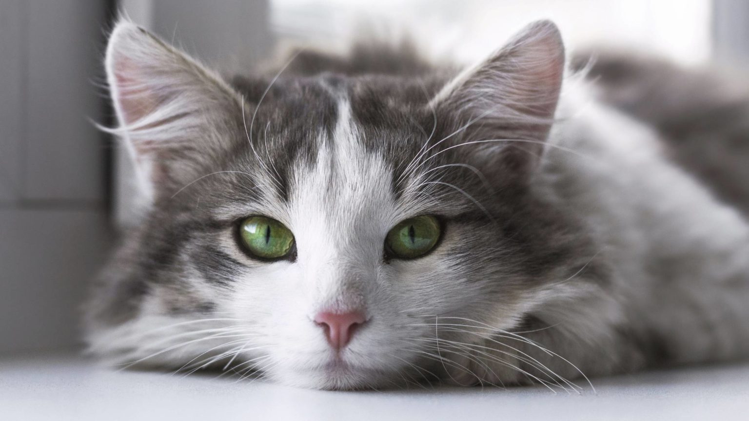 Do Cats Whiskers Grow Back? The Complete Guide