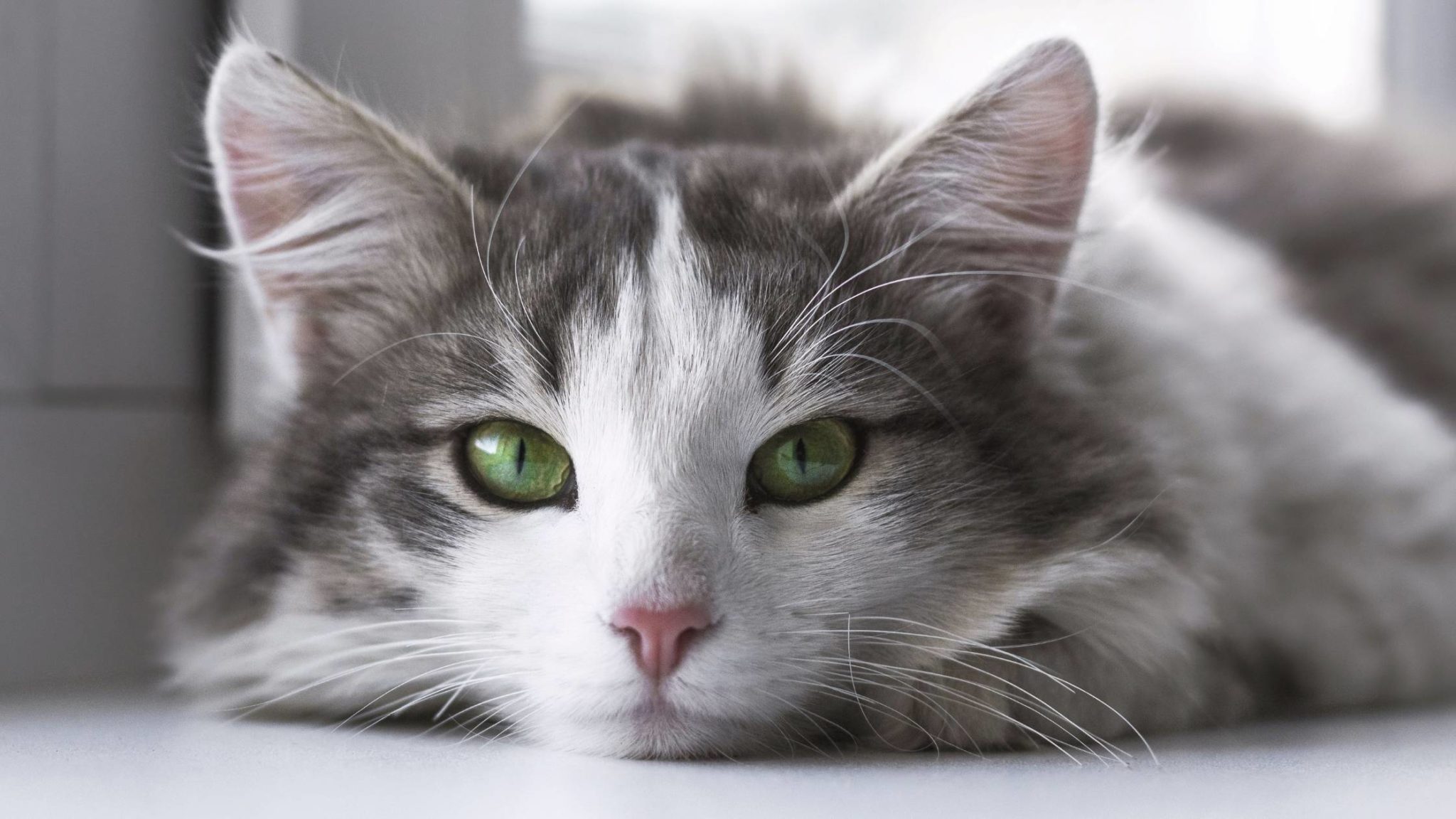 Do Cats Whiskers Grow Back? The Complete Guide