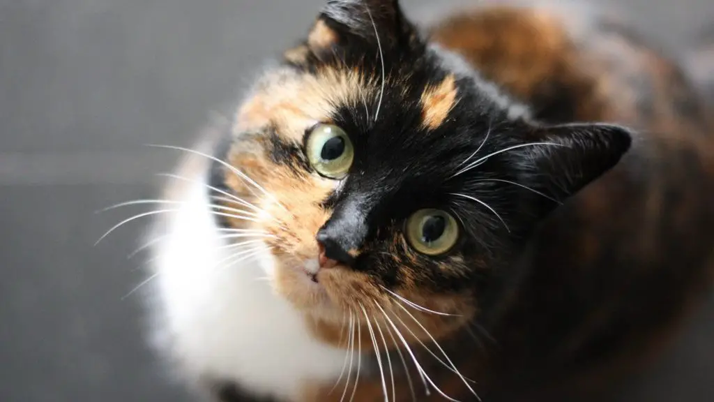 do cats whiskers grow back if burned 3 do cats whiskers grow back do cats whiskers grow back if burned
