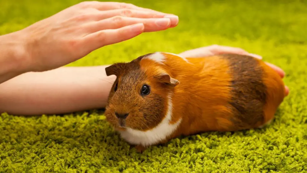 do guinea pigs blink