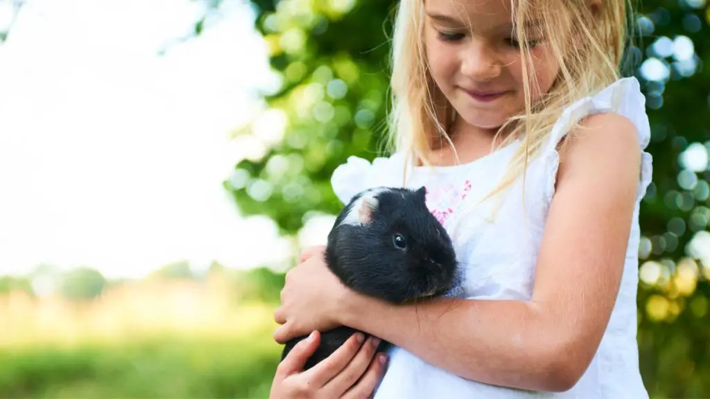 do guinea pigs like to be held