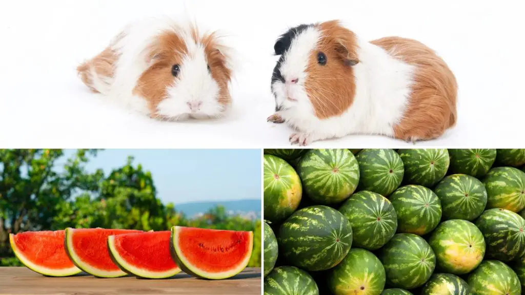 do guinea pigs like watermelon