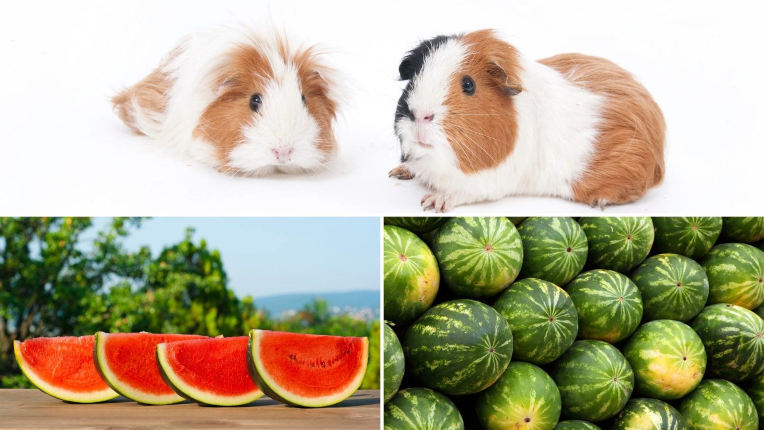 Can Guinea Pigs Eat Watermelon? The Best Parts, Benefits and Dangers