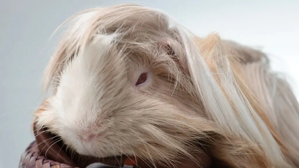 Do Guinea Pigs Sleep? A Complete Guide to Guinea Pig Sleep