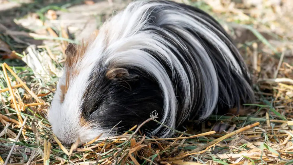 do guinea pigs sleep a lot