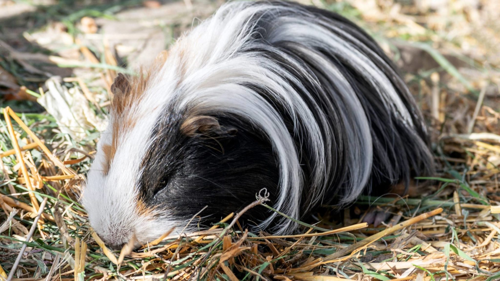 Do Guinea Pigs Sleep? A Complete Guide to Guinea Pig Sleep