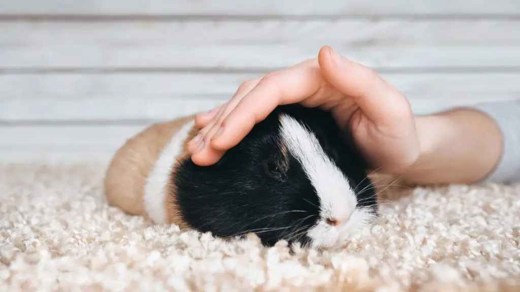 do guinea pigs sleep in beds