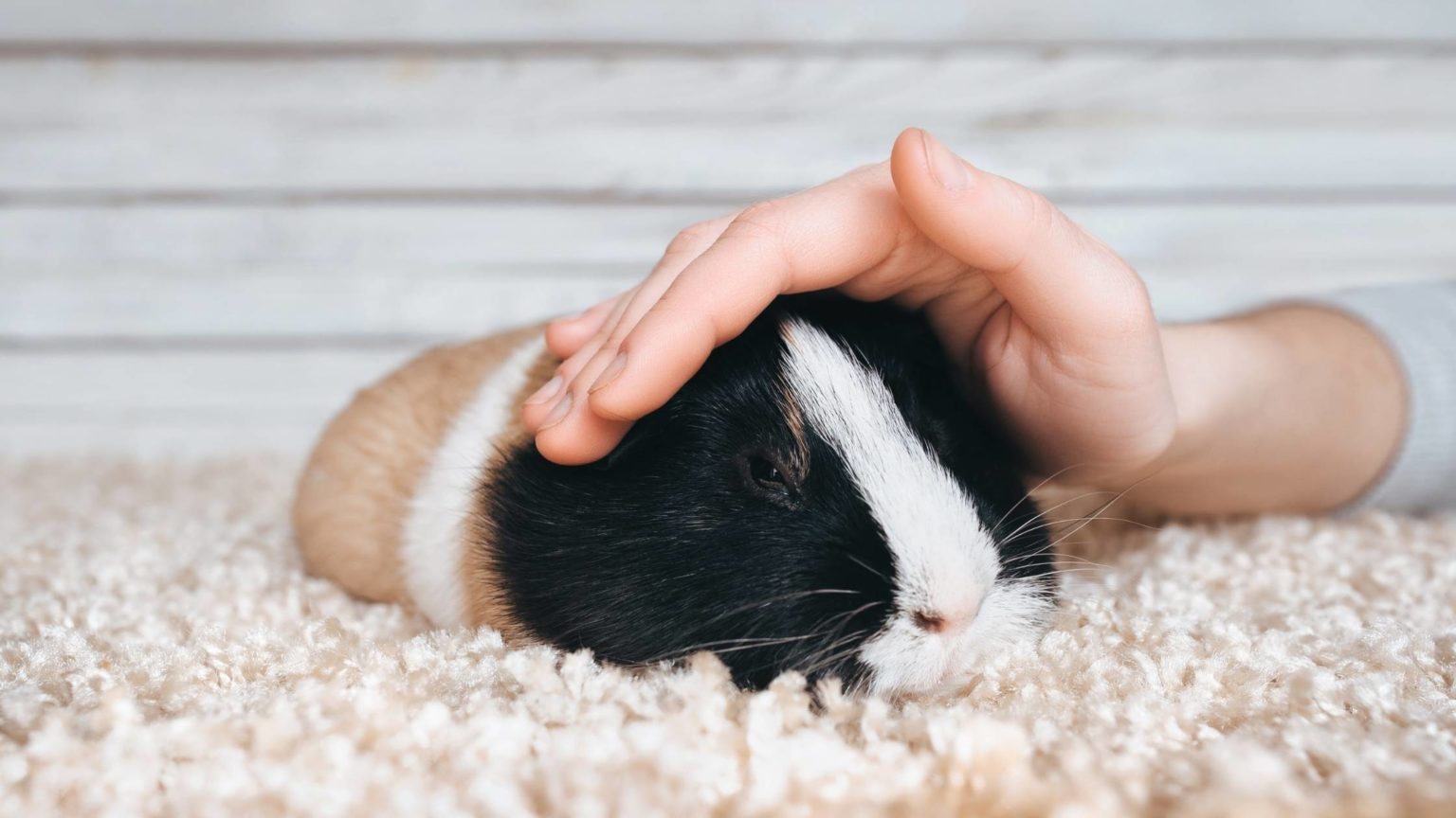 Do Guinea Pigs Sleep? A Complete Guide to Guinea Pig Sleep