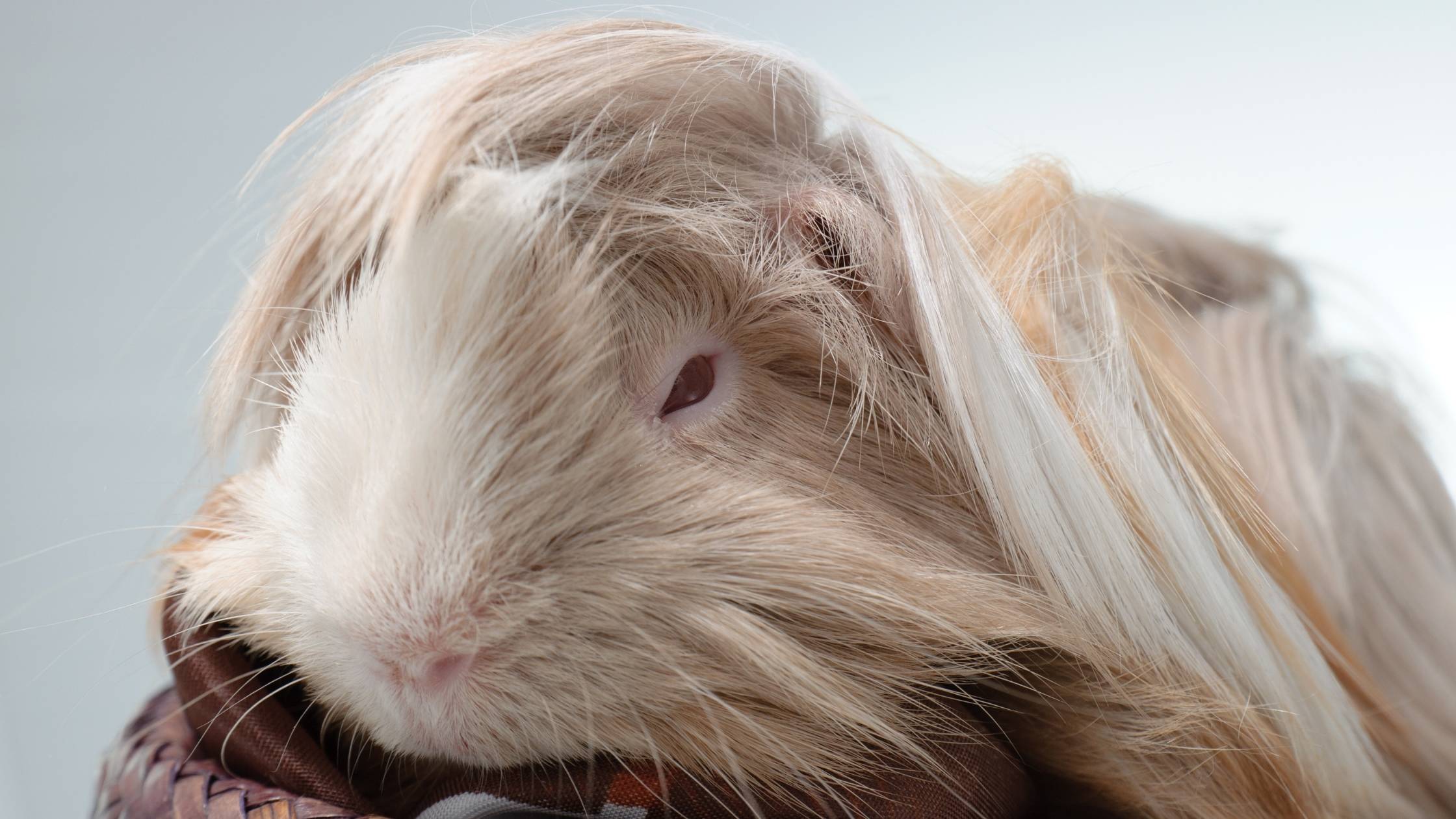 do guinea pigs sleep