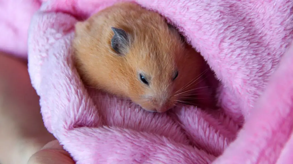 do hamsters hibernate with eyes open