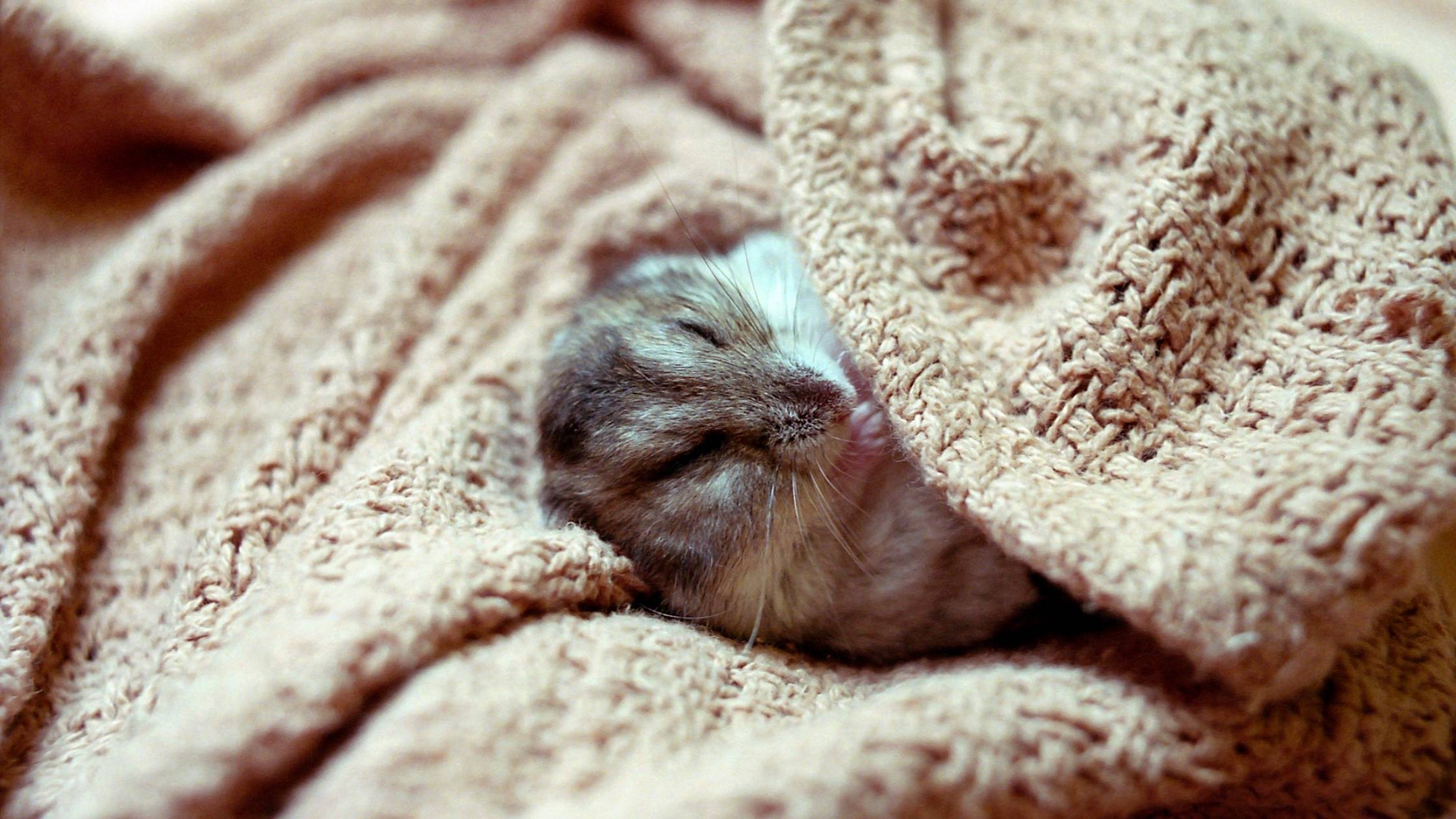 do hamsters hibernate