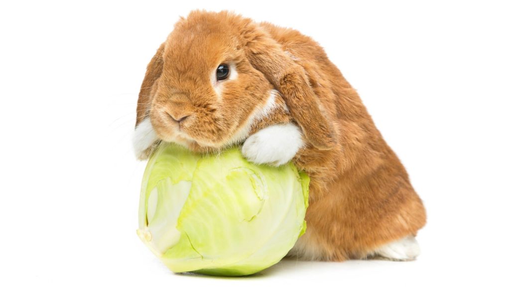 do rabbits like cabbage