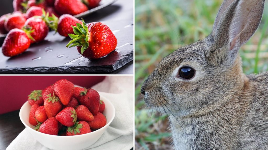 do wild rabbits eat strawberries