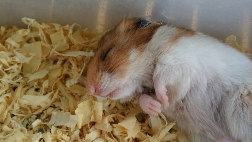 how long do hamsters hibernate for