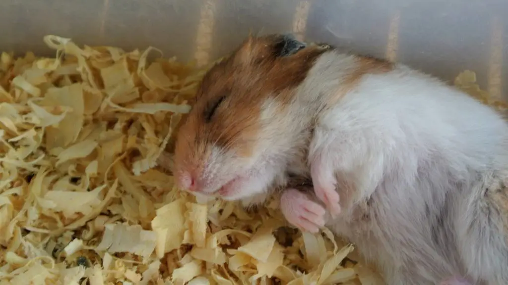 how long do hamsters hibernate for 3 do hamsters hibernate how long do hamsters hibernate for