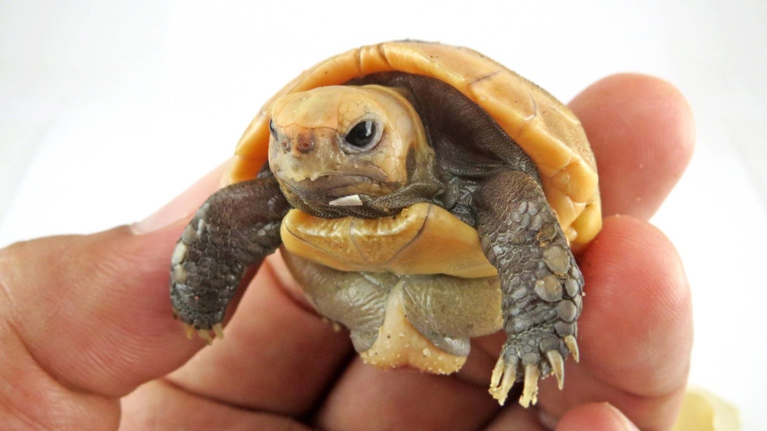 How Much Does a Tortoise Cost Factors Affecting Tortoise Prices