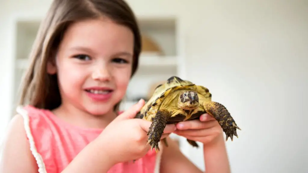 how much does a pet tortoise cost