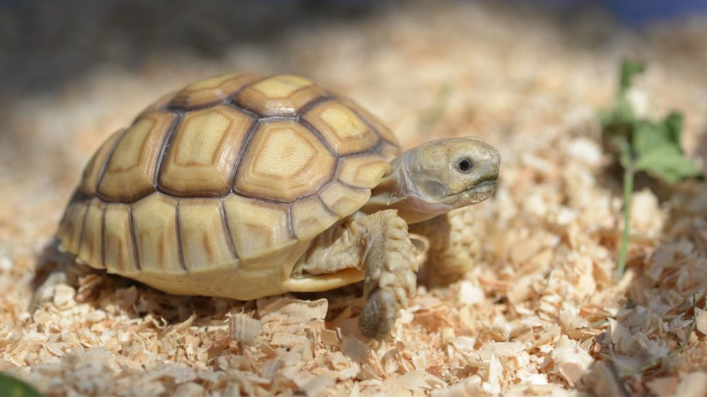 how much does a sulcata tortoise cost