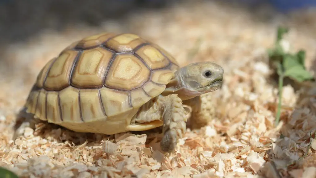how much does a sulcata tortoise cost 5 how much does a tortoise cost how much does a sulcata tortoise cost