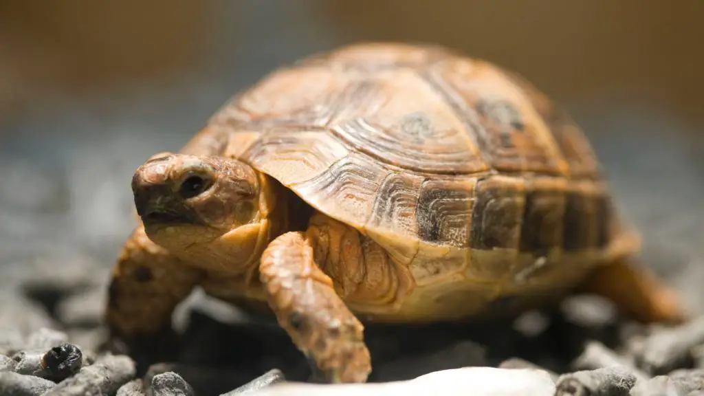 how much does it cost to buy a tortoise 6 how much does a tortoise cost how much does it cost to buy a tortoise