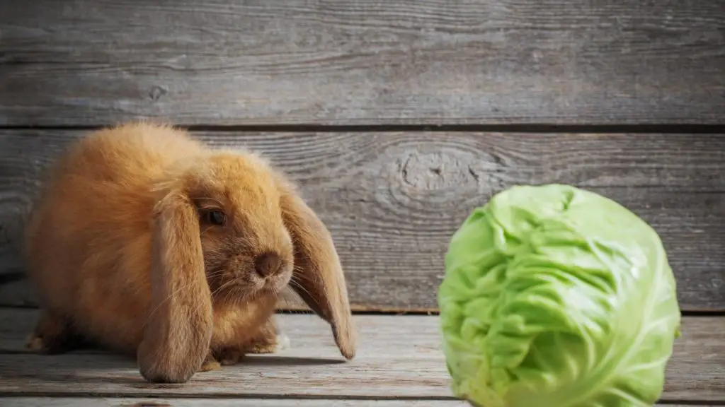 is cabbage good for rabbits