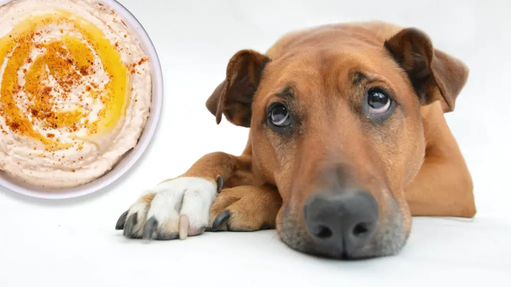 is hummus bad for dogs 4 can dogs eat hummus is hummus bad for dogs