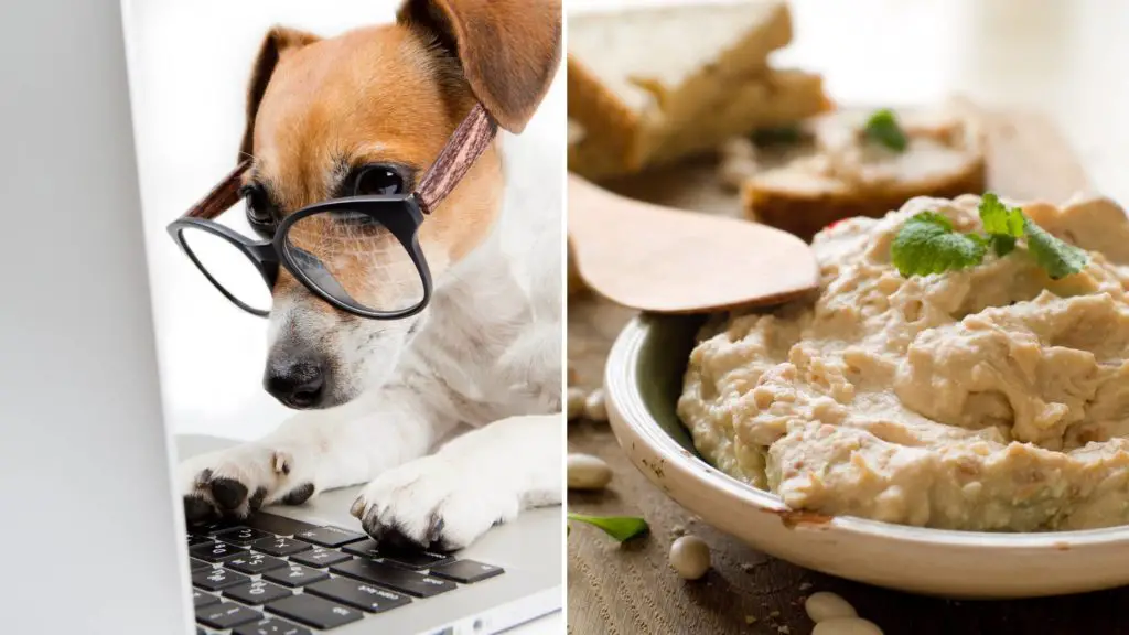 is hummus safe for dogs