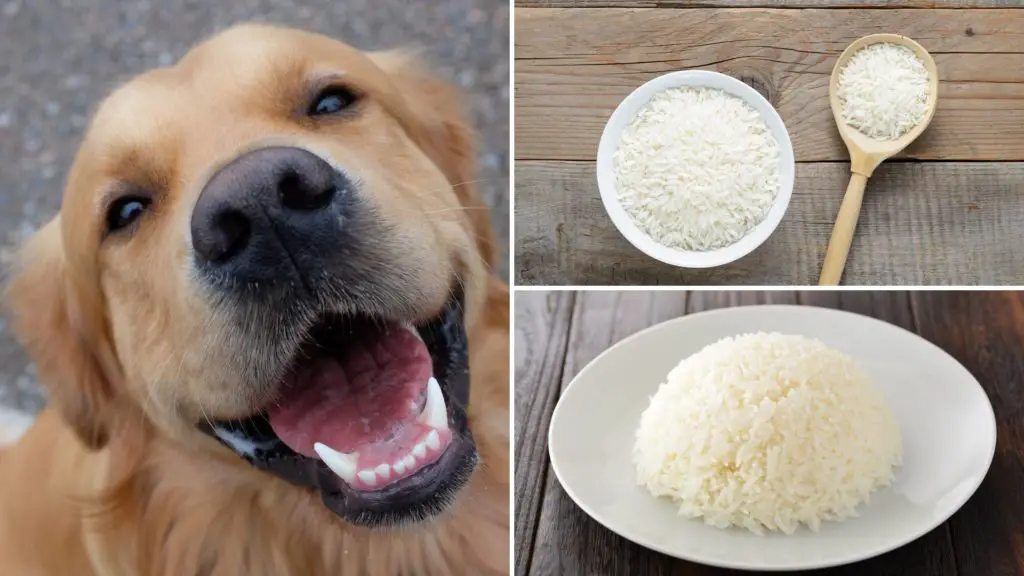 is jasmine rice good for dogs